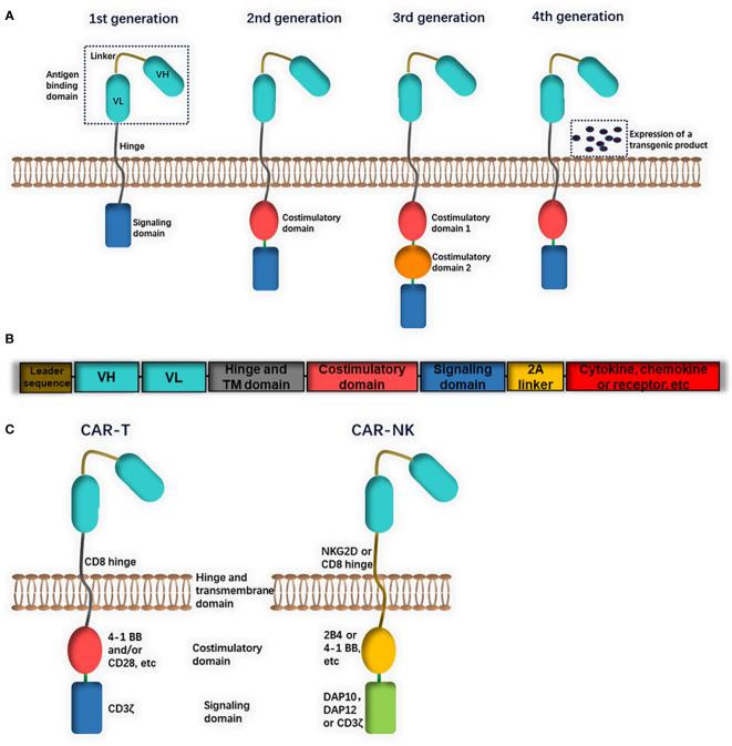 https://cdn.ncbi.nlm.nih.gov/pmc/blobs/5469/9637940/88a15021e21a/fimmu-13-992232-g001.jpg