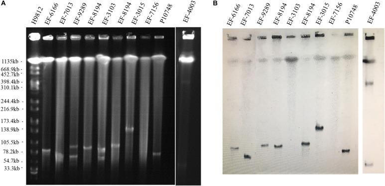 https://cdn.ncbi.nlm.nih.gov/pmc/blobs/546a/7288747/57a111cb4bb2/fmicb-11-01185-g001.jpg