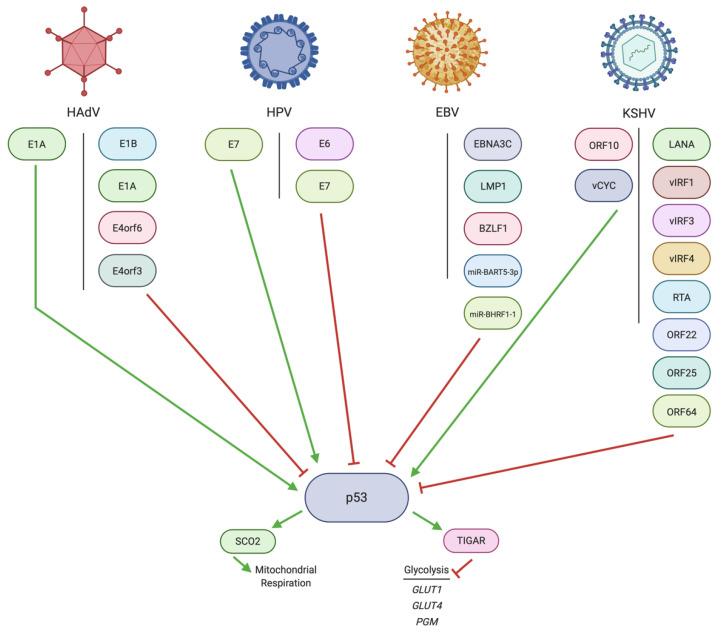 https://cdn.ncbi.nlm.nih.gov/pmc/blobs/546a/8148605/6a417dc15d59/pathogens-10-00560-g002.jpg