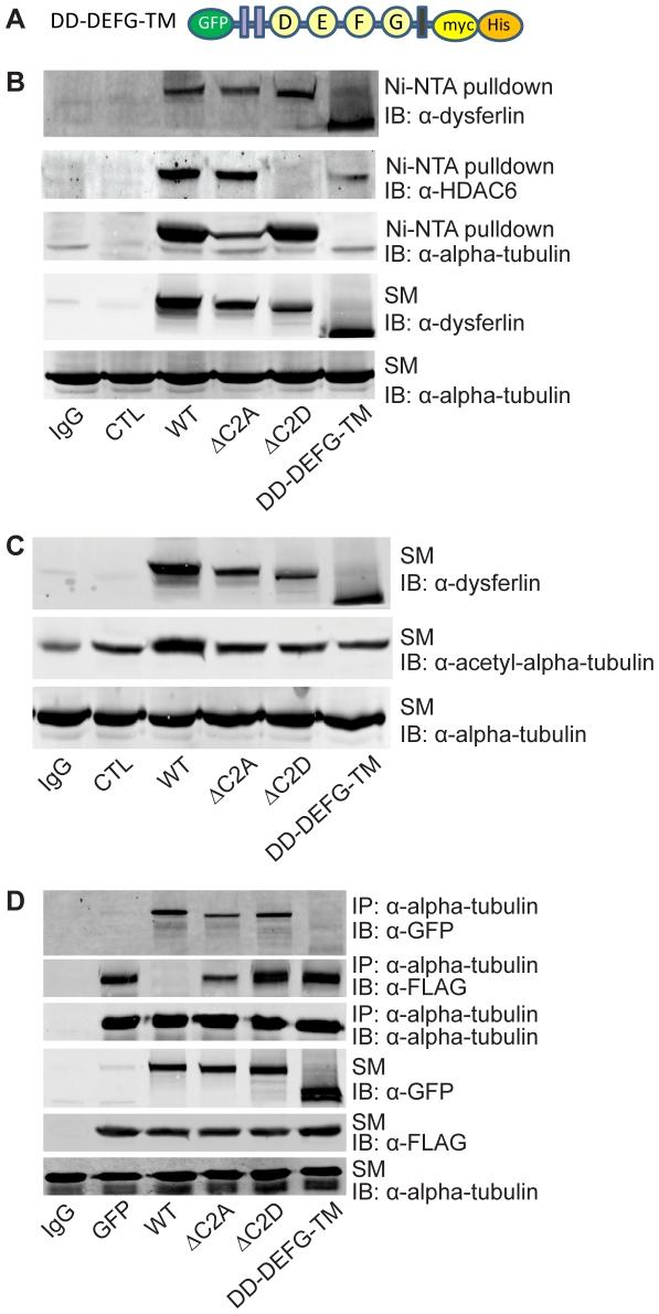 https://cdn.ncbi.nlm.nih.gov/pmc/blobs/546c/3234273/6f3d405cb003/pone.0028563.g003.jpg