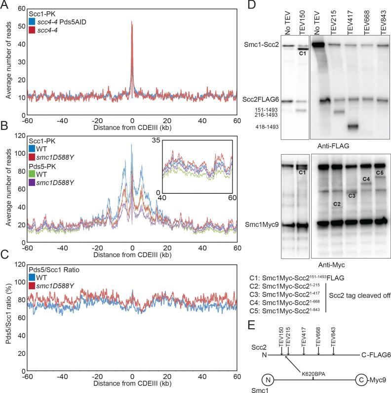 https://cdn.ncbi.nlm.nih.gov/pmc/blobs/546d/8279761/8cddd1b93ed0/elife-67268-fig4-figsupp1.jpg