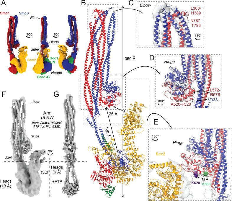 https://cdn.ncbi.nlm.nih.gov/pmc/blobs/546d/8279761/b10151ba4300/elife-67268-fig5.jpg