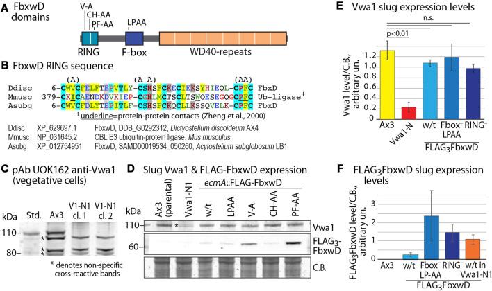 https://cdn.ncbi.nlm.nih.gov/pmc/blobs/546f/10539598/c4bda61171b4/fcell-11-1259844-g003.jpg