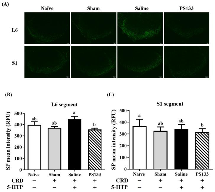 https://cdn.ncbi.nlm.nih.gov/pmc/blobs/5470/11942017/3fc3a20d2836/ijms-26-02464-g002.jpg