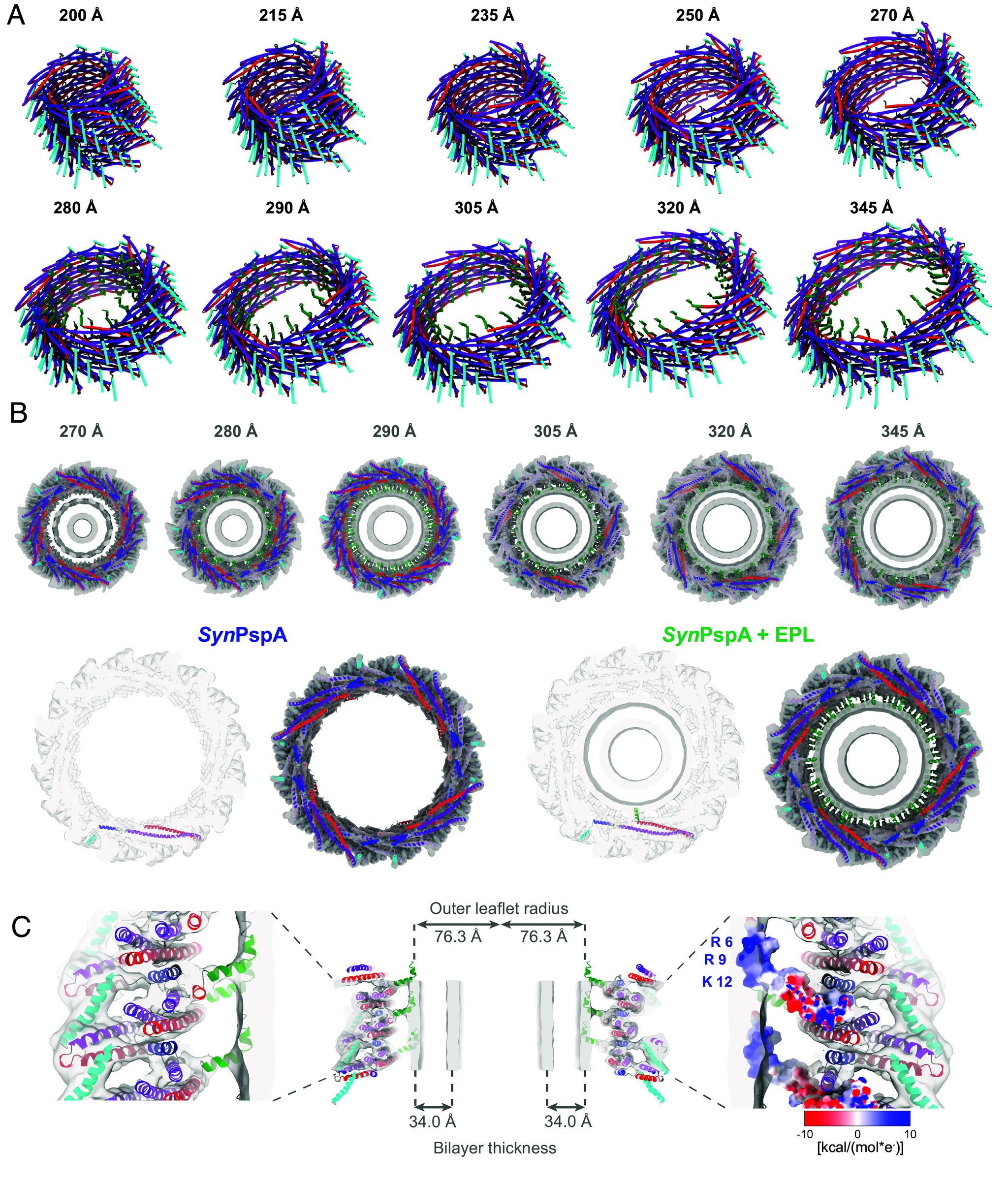 https://cdn.ncbi.nlm.nih.gov/pmc/blobs/5471/12358876/16a0c2bb7452/pnas.2506286122fig03.jpg