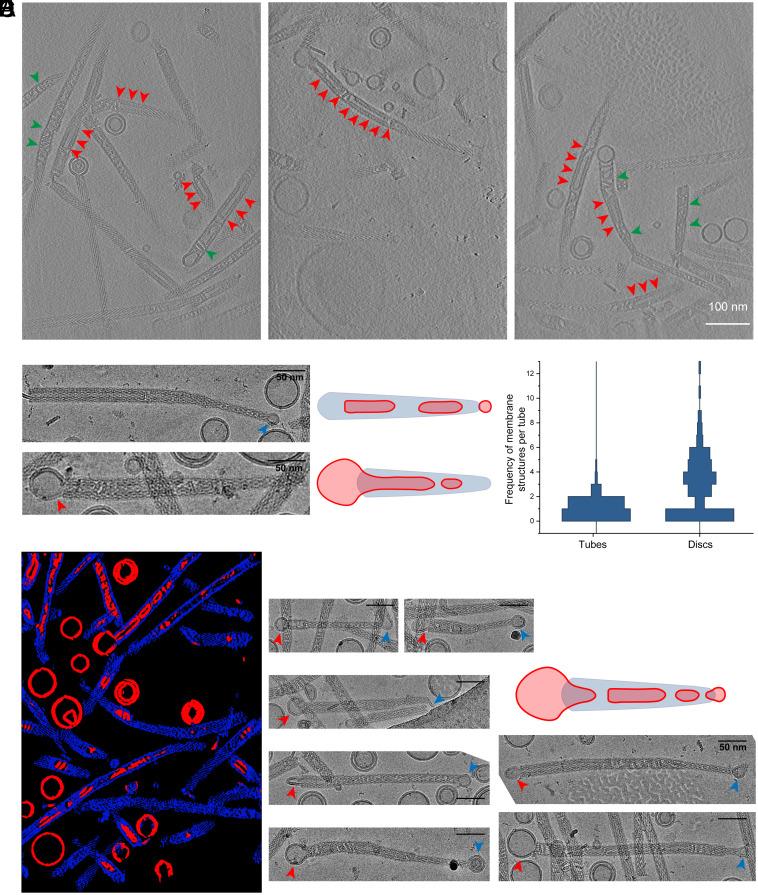 https://cdn.ncbi.nlm.nih.gov/pmc/blobs/5471/12358876/6c3e07478e7b/pnas.2506286122fig05.jpg