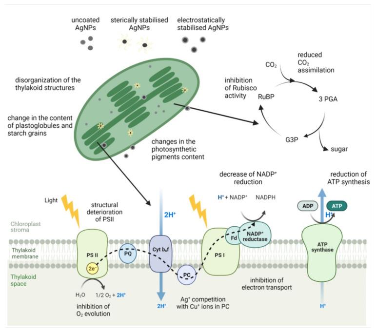 https://cdn.ncbi.nlm.nih.gov/pmc/blobs/5473/8746378/cb9a70c0edb2/nanomaterials-12-00024-g004.jpg