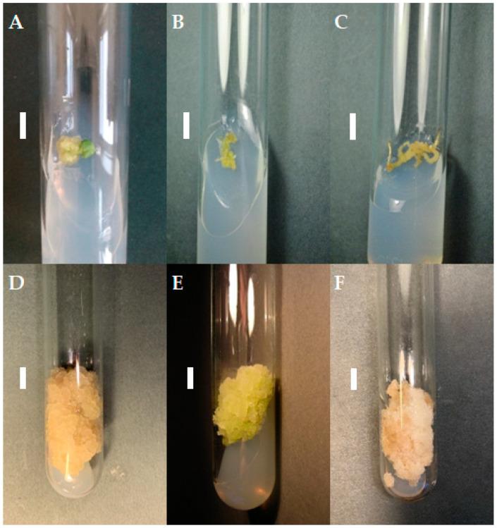 https://cdn.ncbi.nlm.nih.gov/pmc/blobs/5478/11173501/bc0cb59e1fad/molecules-29-02626-g001.jpg