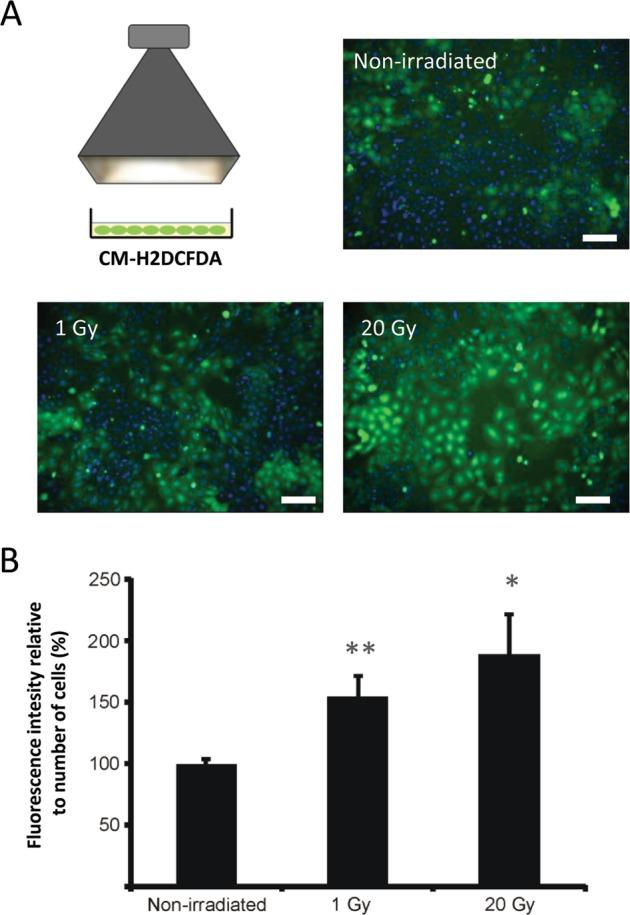 https://cdn.ncbi.nlm.nih.gov/pmc/blobs/5478/7080808/1ac03504ebae/41419_2020_2392_Fig5_HTML.jpg