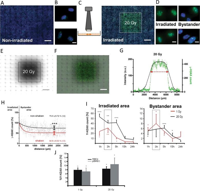 https://cdn.ncbi.nlm.nih.gov/pmc/blobs/5478/7080808/25d1c49a212d/41419_2020_2392_Fig1_HTML.jpg