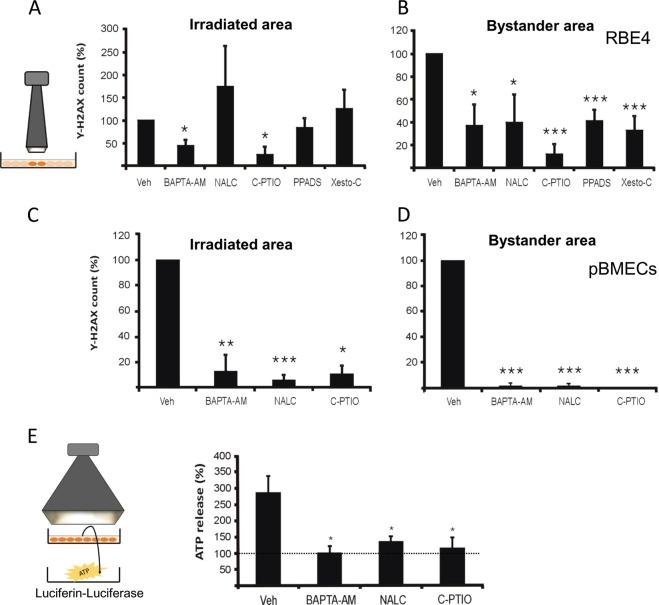 https://cdn.ncbi.nlm.nih.gov/pmc/blobs/5478/7080808/40ec13944e55/41419_2020_2392_Fig6_HTML.jpg