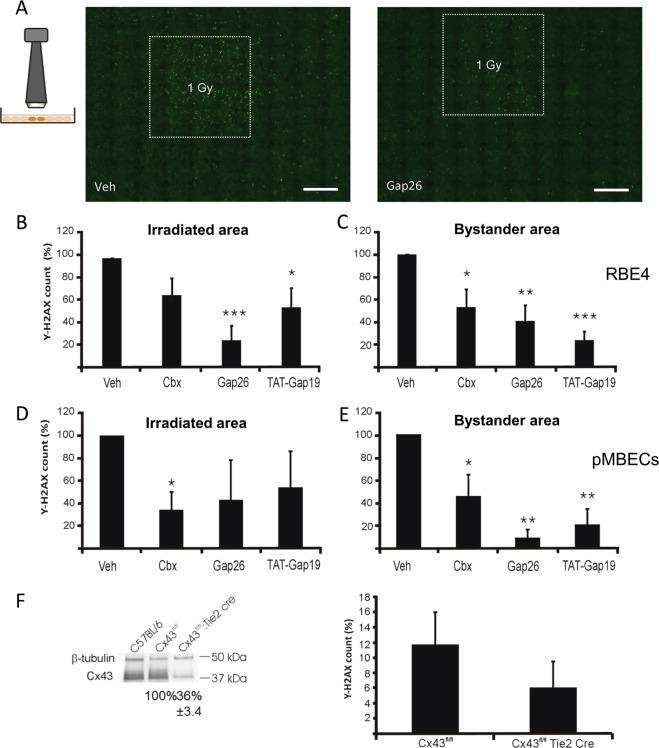 https://cdn.ncbi.nlm.nih.gov/pmc/blobs/5478/7080808/f08fe58a6038/41419_2020_2392_Fig2_HTML.jpg