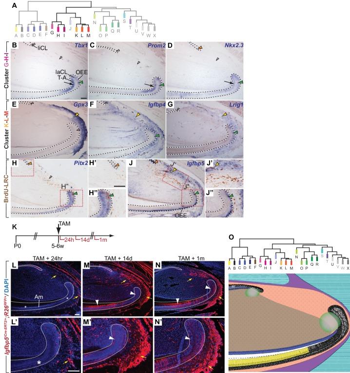 https://cdn.ncbi.nlm.nih.gov/pmc/blobs/547a/5419740/7197444ec282/elife-24712-fig4.jpg
