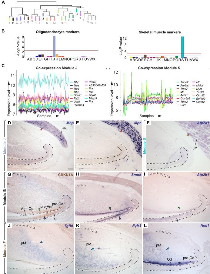 https://cdn.ncbi.nlm.nih.gov/pmc/blobs/547a/5419740/9b14e786cc12/elife-24712-fig2-figsupp1.jpg