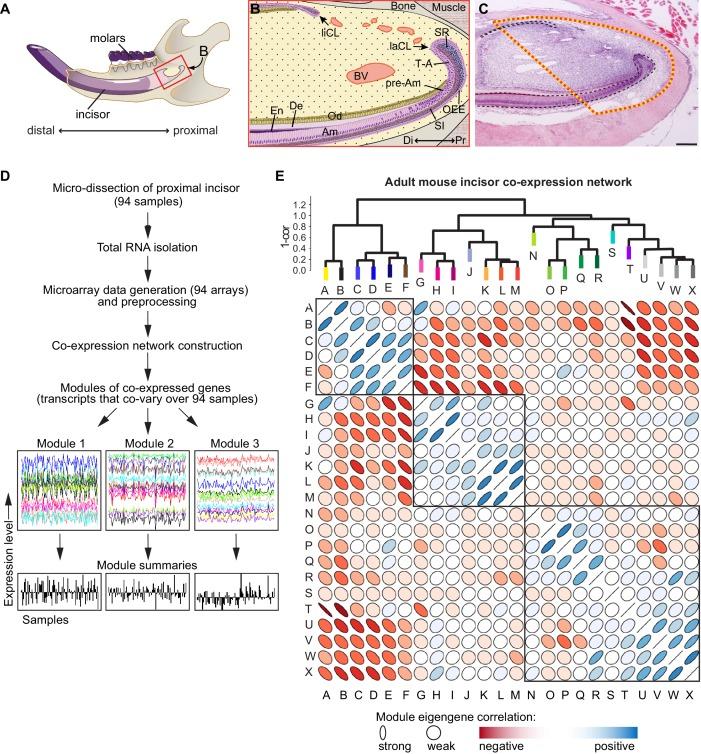 https://cdn.ncbi.nlm.nih.gov/pmc/blobs/547a/5419740/a097f2d6d97f/elife-24712-fig1.jpg