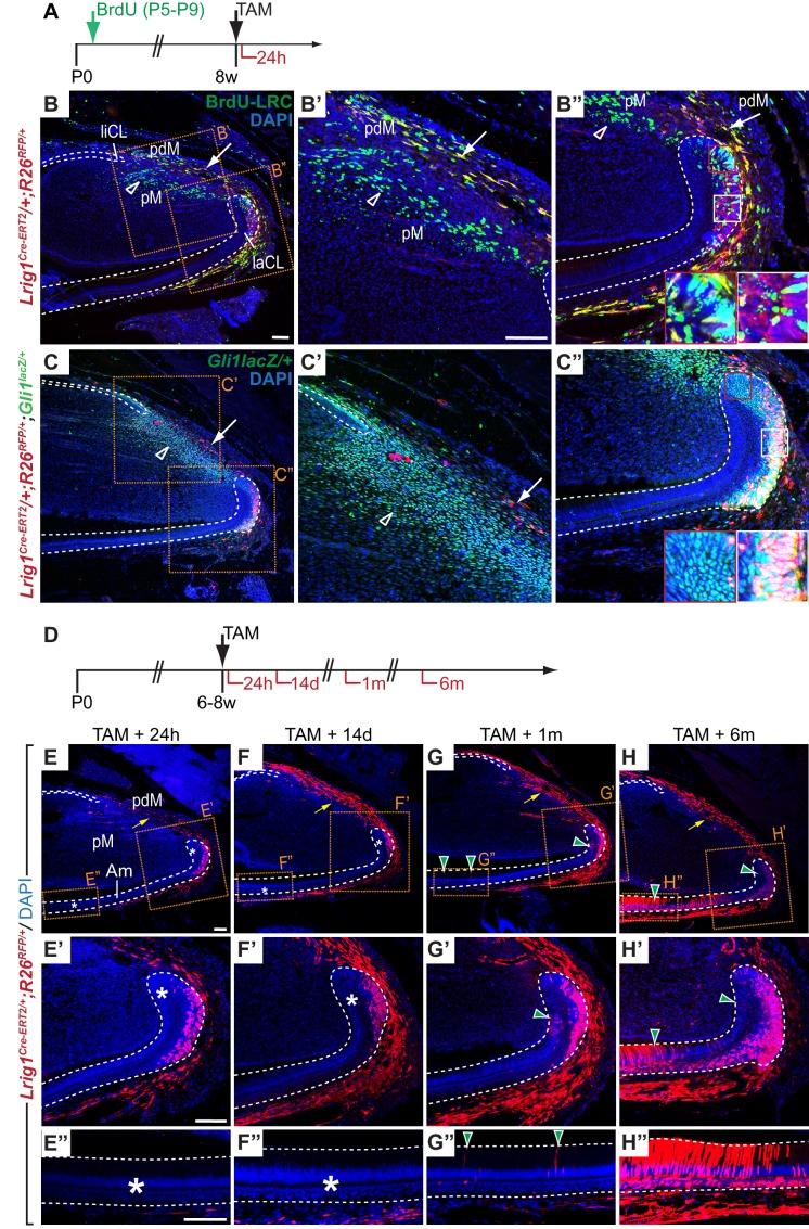 https://cdn.ncbi.nlm.nih.gov/pmc/blobs/547a/5419740/a25ed2ee2e1d/elife-24712-fig5.jpg
