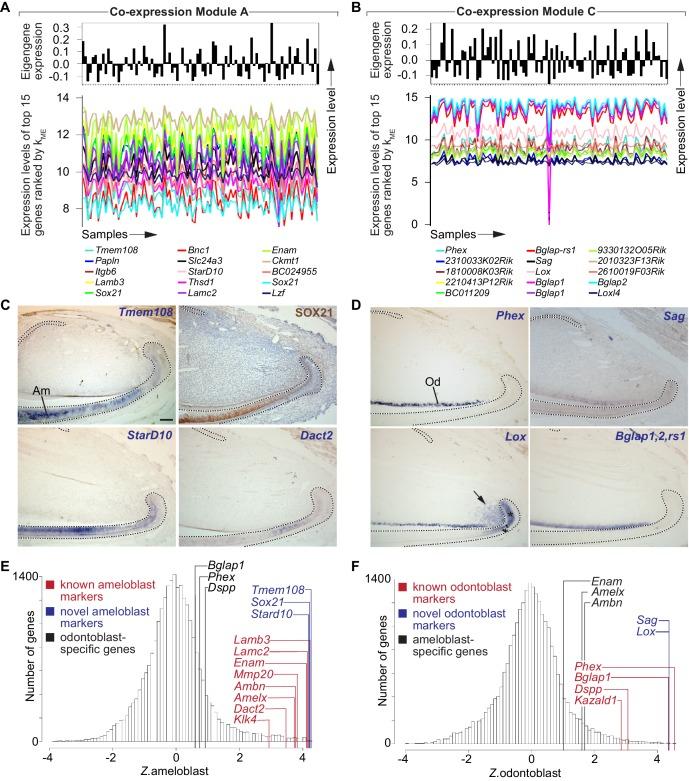 https://cdn.ncbi.nlm.nih.gov/pmc/blobs/547a/5419740/a8200763469a/elife-24712-fig2.jpg