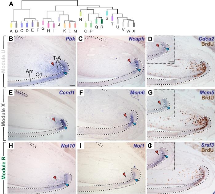 https://cdn.ncbi.nlm.nih.gov/pmc/blobs/547a/5419740/d87a79f94a7e/elife-24712-fig3.jpg