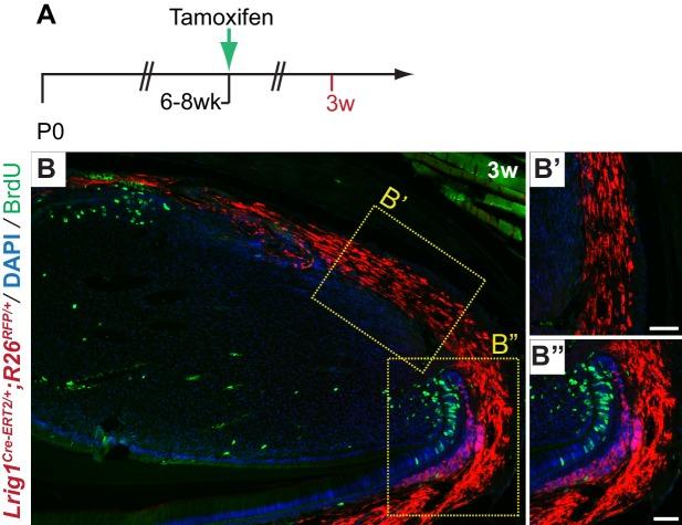 https://cdn.ncbi.nlm.nih.gov/pmc/blobs/547a/5419740/e9f695bc79a9/elife-24712-fig5-figsupp1.jpg