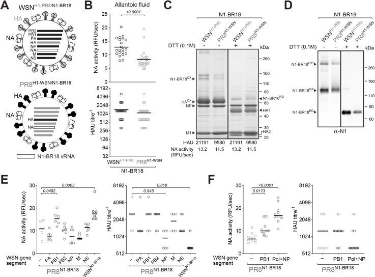 https://cdn.ncbi.nlm.nih.gov/pmc/blobs/547a/8084346/e3c2c9ea4b07/ppat.1009171.g003.jpg
