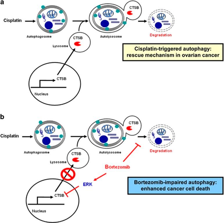 https://cdn.ncbi.nlm.nih.gov/pmc/blobs/547e/4260726/212016679373/cddis2014468f7.jpg