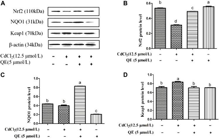 https://cdn.ncbi.nlm.nih.gov/pmc/blobs/547e/9403134/b25d8ee92895/fphar-13-969892-g005.jpg