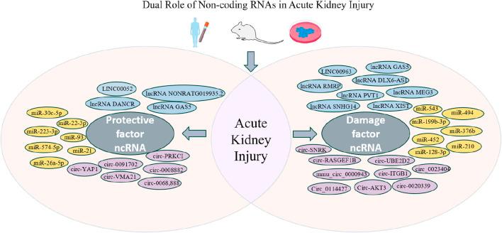 https://cdn.ncbi.nlm.nih.gov/pmc/blobs/547f/12367480/6b835dbfcee9/fmolb-12-1648526-g001.jpg
