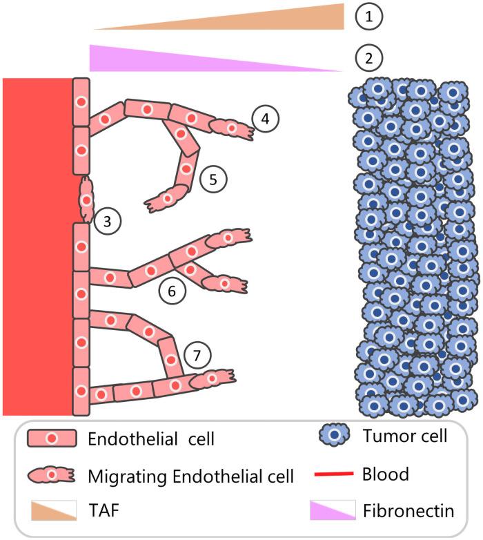 https://cdn.ncbi.nlm.nih.gov/pmc/blobs/5483/8270459/3f43e35c5d5c/pcbi.1009094.g001.jpg