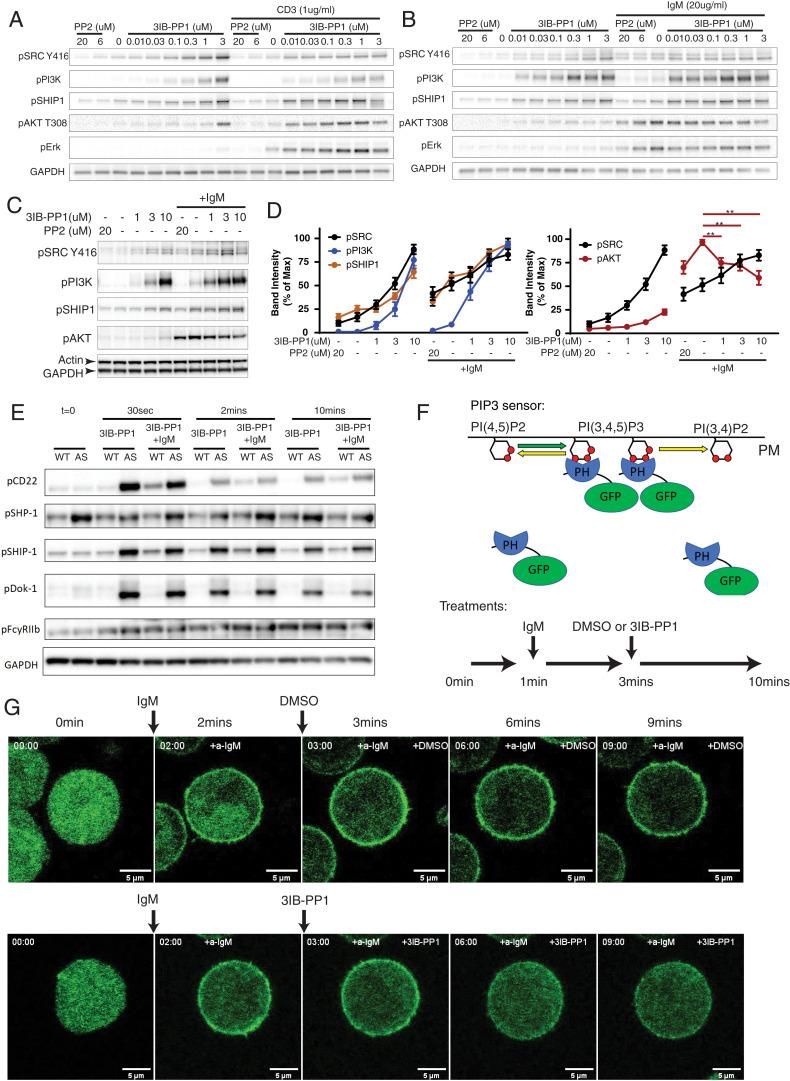 https://cdn.ncbi.nlm.nih.gov/pmc/blobs/5484/8639343/b03395cef746/pnas.202108957fig03.jpg