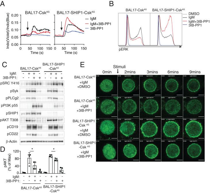 https://cdn.ncbi.nlm.nih.gov/pmc/blobs/5484/8639343/c2b1acf5ef40/pnas.202108957fig06.jpg