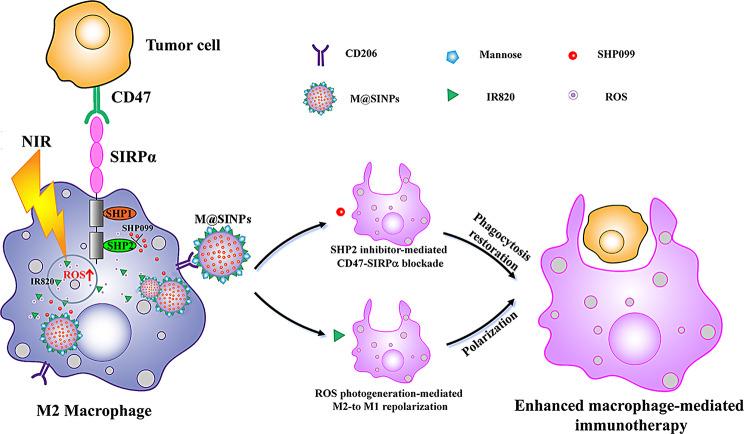 https://cdn.ncbi.nlm.nih.gov/pmc/blobs/5485/11184870/1aff25ed0df3/12951_2024_2622_Sch1_HTML.jpg