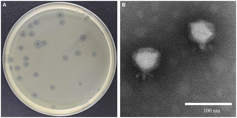 https://cdn.ncbi.nlm.nih.gov/pmc/blobs/5486/11112412/8c4ce5aa637b/fmicb-15-1397830-g001.jpg