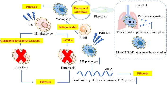 https://cdn.ncbi.nlm.nih.gov/pmc/blobs/5486/11656021/054bceafad19/fimmu-15-1430825-g003.jpg