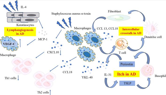 https://cdn.ncbi.nlm.nih.gov/pmc/blobs/5486/11656021/b7cadb7ab69c/fimmu-15-1430825-g001.jpg