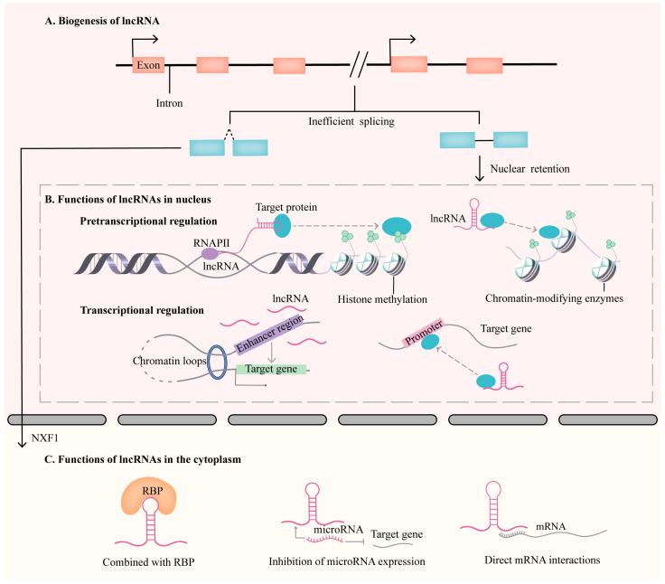 https://cdn.ncbi.nlm.nih.gov/pmc/blobs/5487/10669616/39506f9540f8/biomolecules-13-01674-g001.jpg