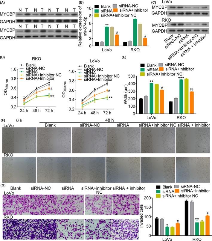 https://cdn.ncbi.nlm.nih.gov/pmc/blobs/5490/6668983/3fdc98353617/CPR-52-e12632-g007.jpg