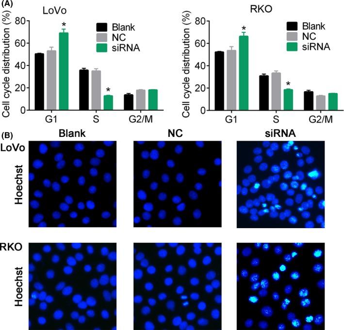 https://cdn.ncbi.nlm.nih.gov/pmc/blobs/5490/6668983/96671901a62b/CPR-52-e12632-g003.jpg