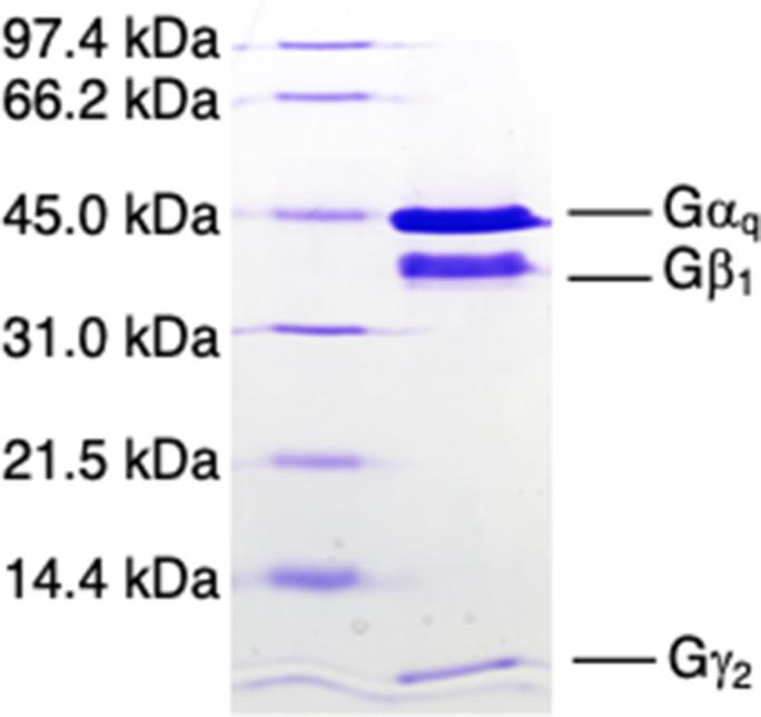 https://cdn.ncbi.nlm.nih.gov/pmc/blobs/5490/8416020/f8b0c61d40bf/elife-63201-fig1-figsupp6.jpg