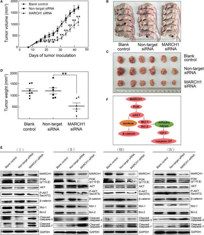 https://cdn.ncbi.nlm.nih.gov/pmc/blobs/5495/6484336/0d46e5c32caa/JCMM-23-3386-g006.jpg