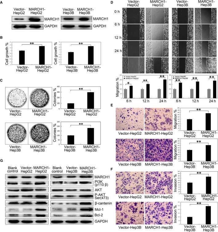https://cdn.ncbi.nlm.nih.gov/pmc/blobs/5495/6484336/b2ff5596c42e/JCMM-23-3386-g005.jpg