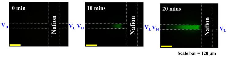 https://cdn.ncbi.nlm.nih.gov/pmc/blobs/5499/11763946/217aec2888eb/biosensors-15-00001-g005.jpg