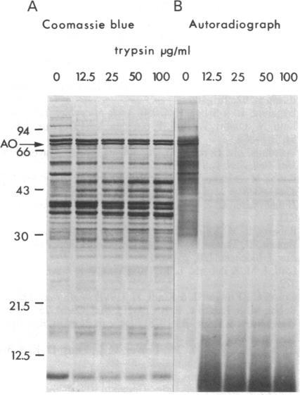 https://cdn.ncbi.nlm.nih.gov/pmc/blobs/549a/390088/7298e7dafce1/pnas00648-0148-a.jpg