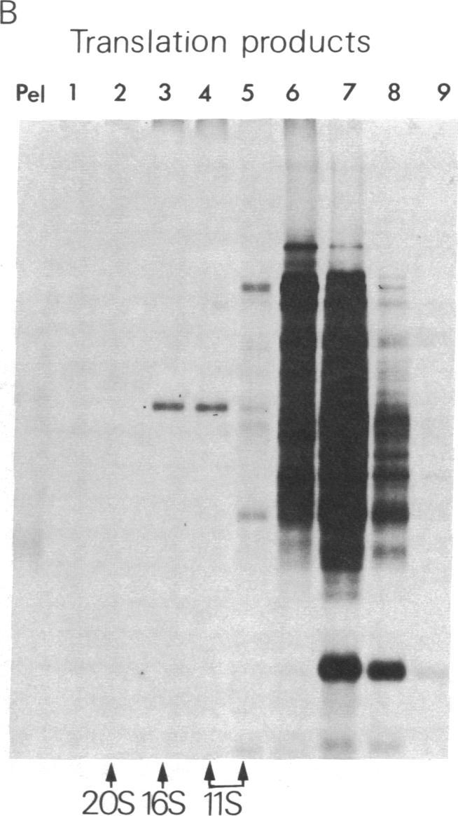 https://cdn.ncbi.nlm.nih.gov/pmc/blobs/549a/390088/abb18115b3df/pnas00648-0147-b.jpg