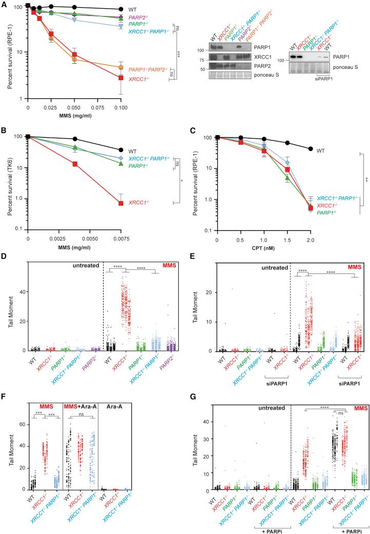 https://cdn.ncbi.nlm.nih.gov/pmc/blobs/549d/8294329/040940732be8/gr1.jpg