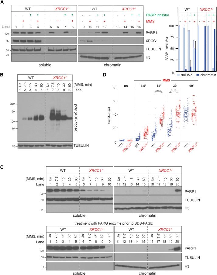 https://cdn.ncbi.nlm.nih.gov/pmc/blobs/549d/8294329/c24bf1a5e56d/gr2.jpg