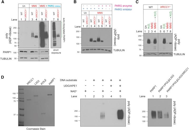 https://cdn.ncbi.nlm.nih.gov/pmc/blobs/549d/8294329/eb59459d7036/gr3.jpg
