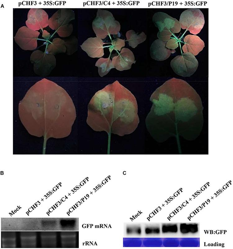 https://cdn.ncbi.nlm.nih.gov/pmc/blobs/54a0/6823909/b9b12f9472fa/fmicb-10-02425-g005.jpg