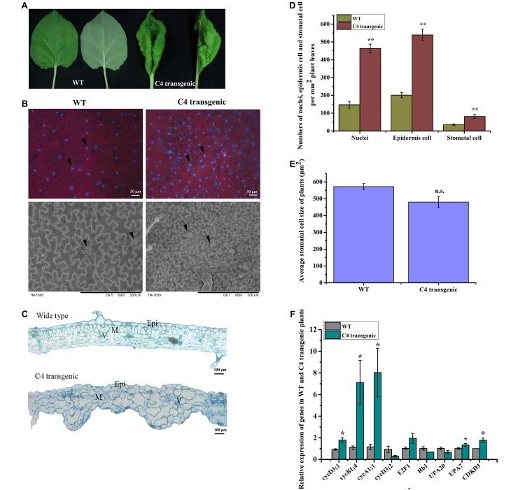 https://cdn.ncbi.nlm.nih.gov/pmc/blobs/54a0/6823909/ffffb54f7420/fmicb-10-02425-g004.jpg