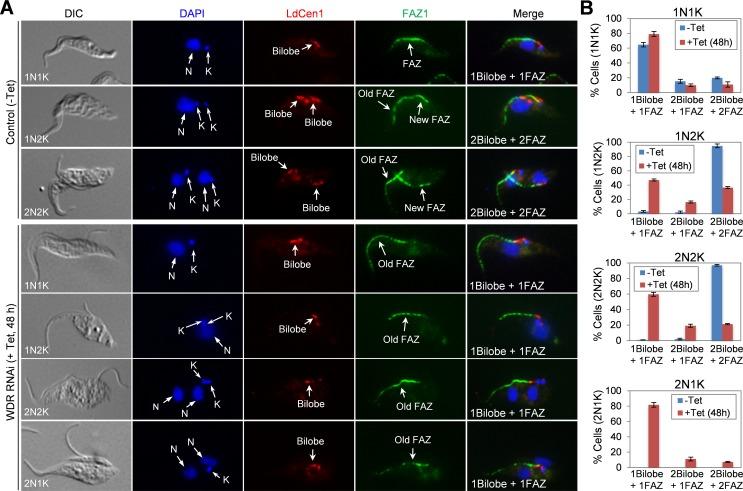 https://cdn.ncbi.nlm.nih.gov/pmc/blobs/54a2/5241021/977478192320/ppat.1006146.g005.jpg