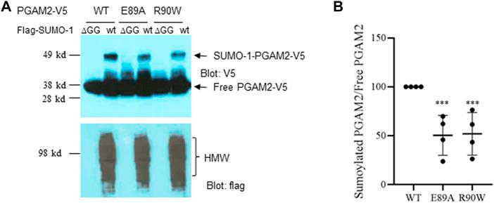 https://cdn.ncbi.nlm.nih.gov/pmc/blobs/54a7/9795042/8405ec4d3454/fcell-10-1052363-g008.jpg